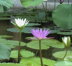 Lotus Flower.jpg
